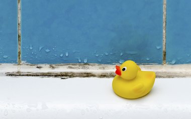 QUIZ: Hvad ved du om skimmelsvamp?