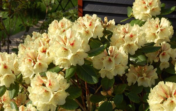 Rododendron blomstrer