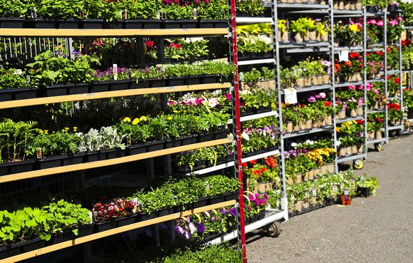 Køb blomster i supermarkedet eller havecenteret
