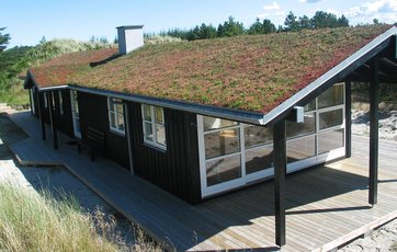 Sedumtag stenurt regnvand oversvømmelser tag