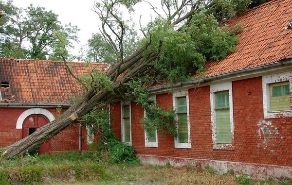 Væltet træ under stormen. Tjek om dit hus er stormsikkert.