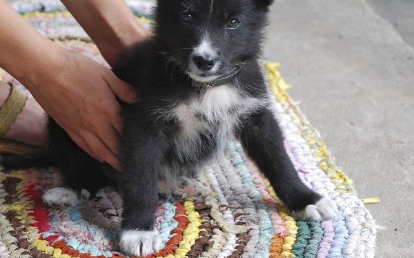hunde love regler husdyr kæledyr