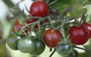cherrytomater i haven