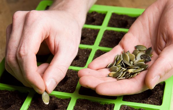 såning af frø i plantekasse