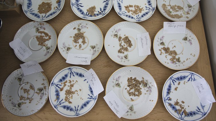 Tomatfrø fra forskellige sorter fordelt på tallerkner