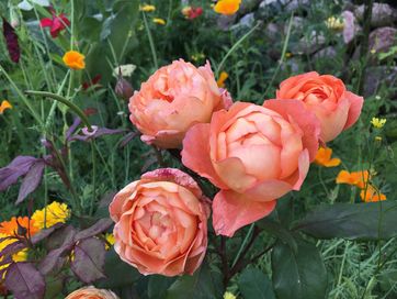 Denne engelske rose hedder Lady of Shalot.