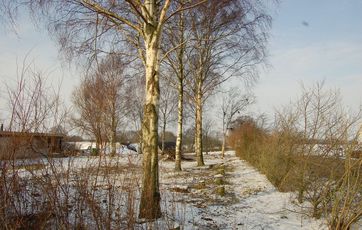 Birketræer skal helst beskæres før januar, fordi de bløder plantesaft.