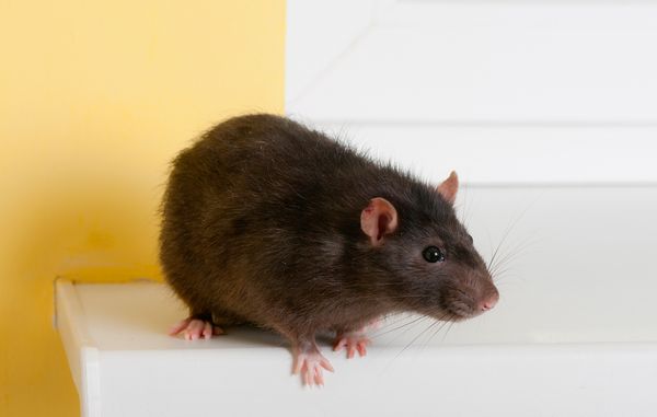 Rotter i boligen. En rotte kan godt komme ind i din bolig gennem faldstammen og ud af toilettet.