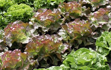 salatplanter