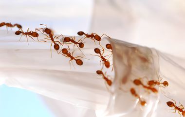 Insekter i hjemmet