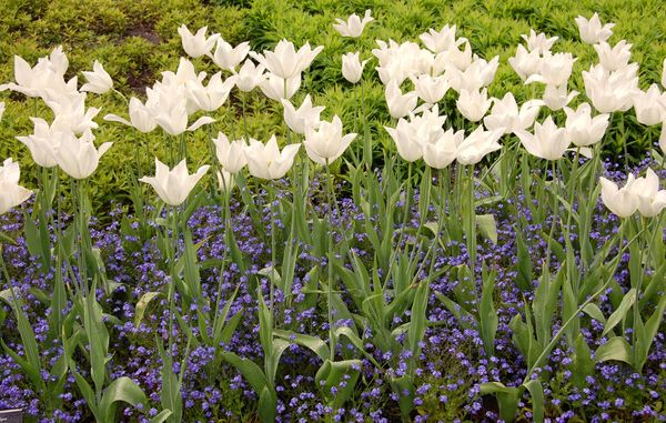 Løgplanter er de letteste blomstrende planter