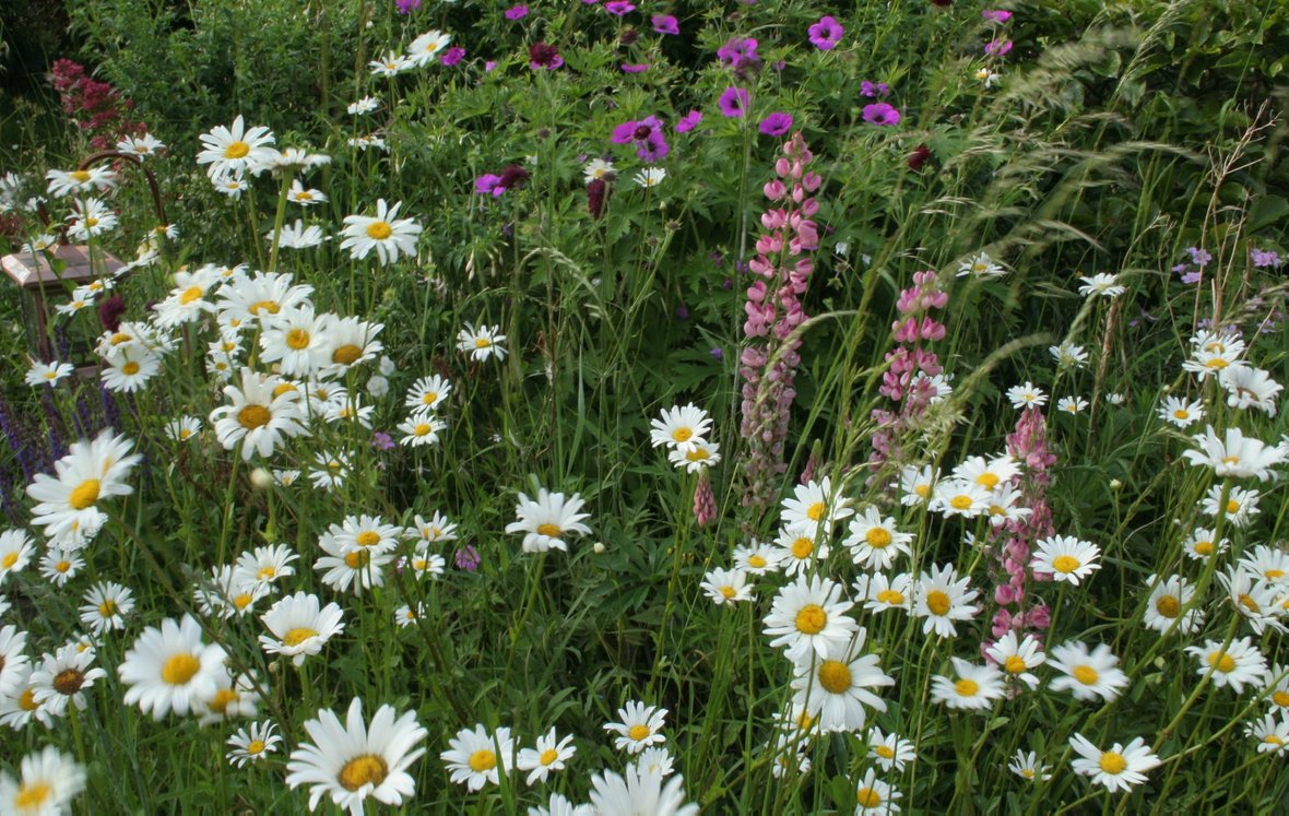 Nem blomstereng