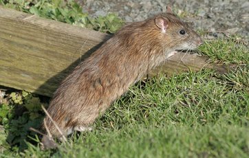 rotte