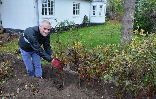 mand planter hæk i efteråret