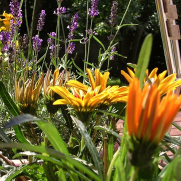 blomster skal gødes - hvordan?