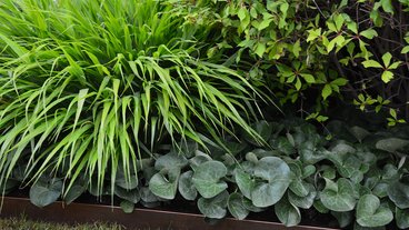 Sådan flytter du en plante