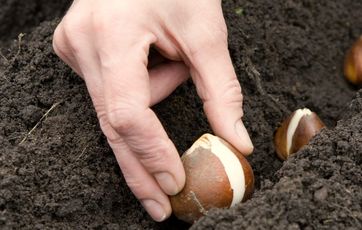 Sørg for, at løgene vender den rigtige vej, når du planter dem.