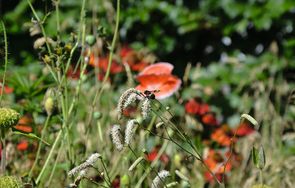 Bi indsamler pollen i blomster