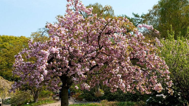 Japansk kirsebærtræ i blomst med lyserød blomsterpragt