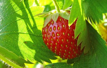 For-kultiverede jordbær plantes tidligt i august