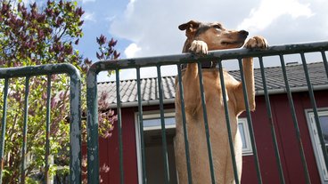 5 gode råd til at holde din hund i haven