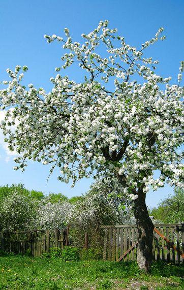 Et æbletræ i haven skal plantes og plejes korrekt, hvis du vil opnå en god høst i fremtiden.