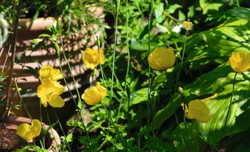 Skovvalmuesøster, Meconopsis cambrita