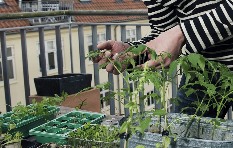 Når du dyrker dine egne grøntsager i storbyen, får du motion og hyggeligt samvær. Det vejer meget højere end den lille risiko for, at dine grøntsager er farlige. Foto: Claus Bjørn Larsen.