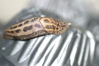 Sådan ser leopardsneglen ud Sådan ser leopardsneglen ud