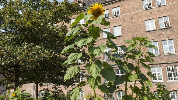 Solsikker, plejehjem og højbede på Nørrebro