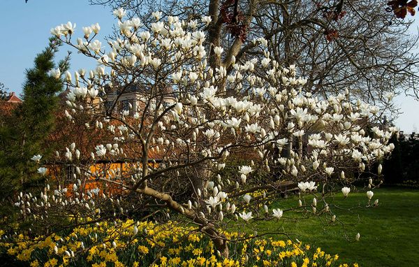 Magnolie magnolia tulipantræ i haven af arten M. x soulangeana