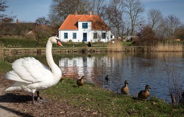 gadekær Lyø svane