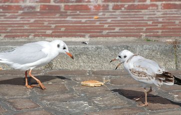 To grå måger spiser brød