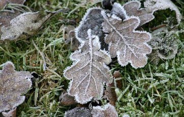 Barfrost