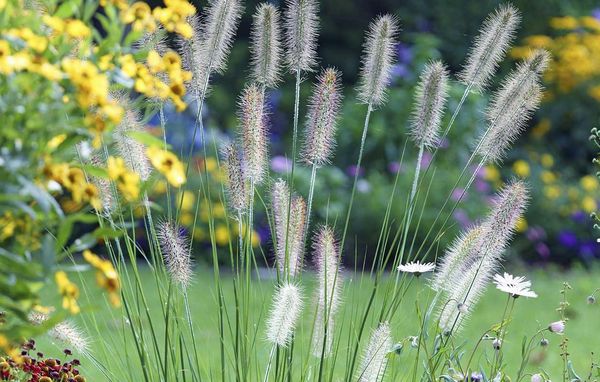 prydgræs staudebed græs græsser prydgræsser have planter blomster