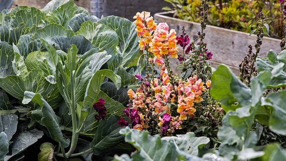 sommerblomster og grøntsager gror side om side