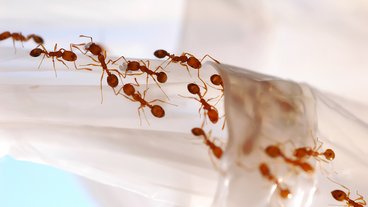 Insekter i hjemmet