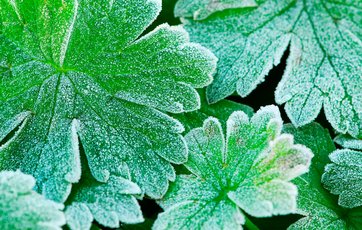 Nattefrost i marts er normalt - her på en plante i haven
