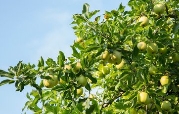 Grønne Golden Delicious-æbler på æbletræ