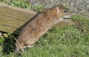 rotte
