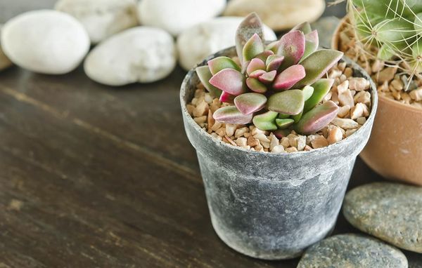 badeværelse planter sukkulenter kaktus vådrum