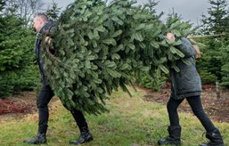 Familie bærer juletræ