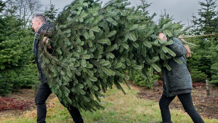 Familie bærer på juletræ