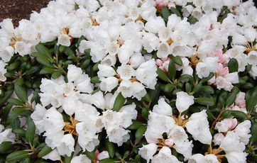 Rhododendron Plant Rhododendron nemmest