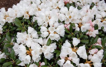 Rhododendron Plant Rhododendron nemmest