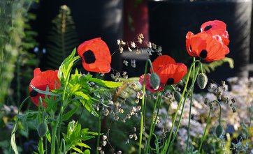 Valmue, Papaver commuatum ’Ladybird’