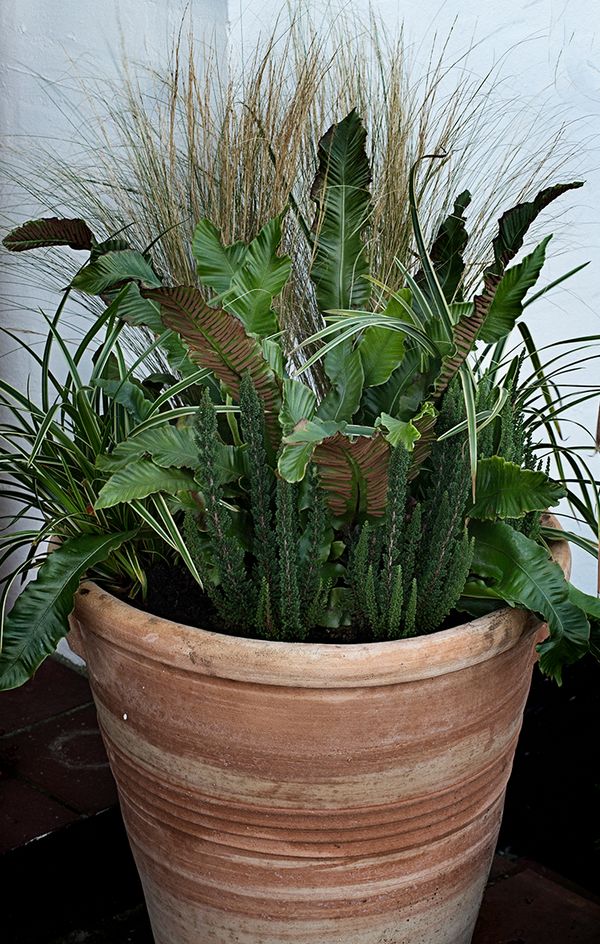 krukke med stedsegrønne planter