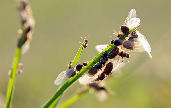 flyvemyrer på strå Flyvemyrer er hanner og dronninger fra et almindeligt myrebo
