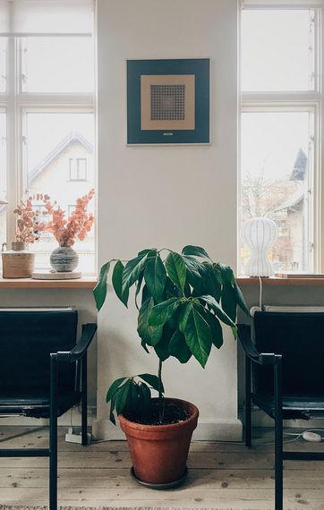 Avokadotræ i potte på gulvet i en dansk stue Avokadotræ i potte på gulvet i en dansk stue