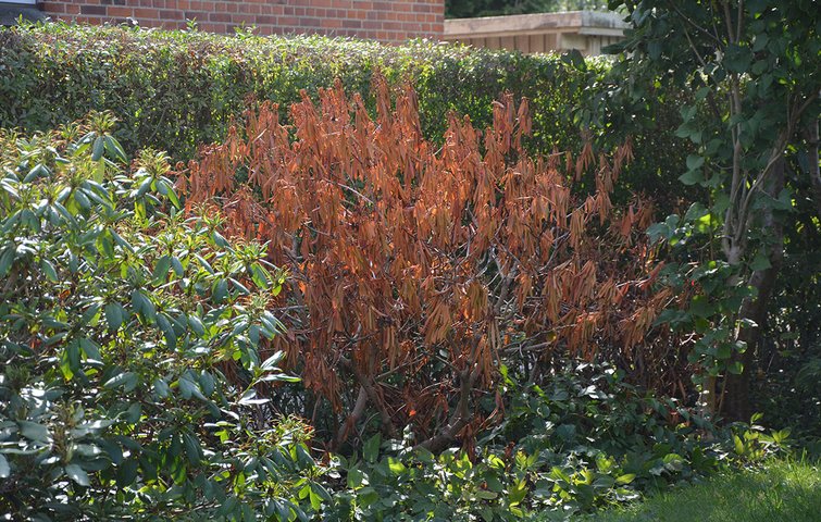 Udtørret rhododendron